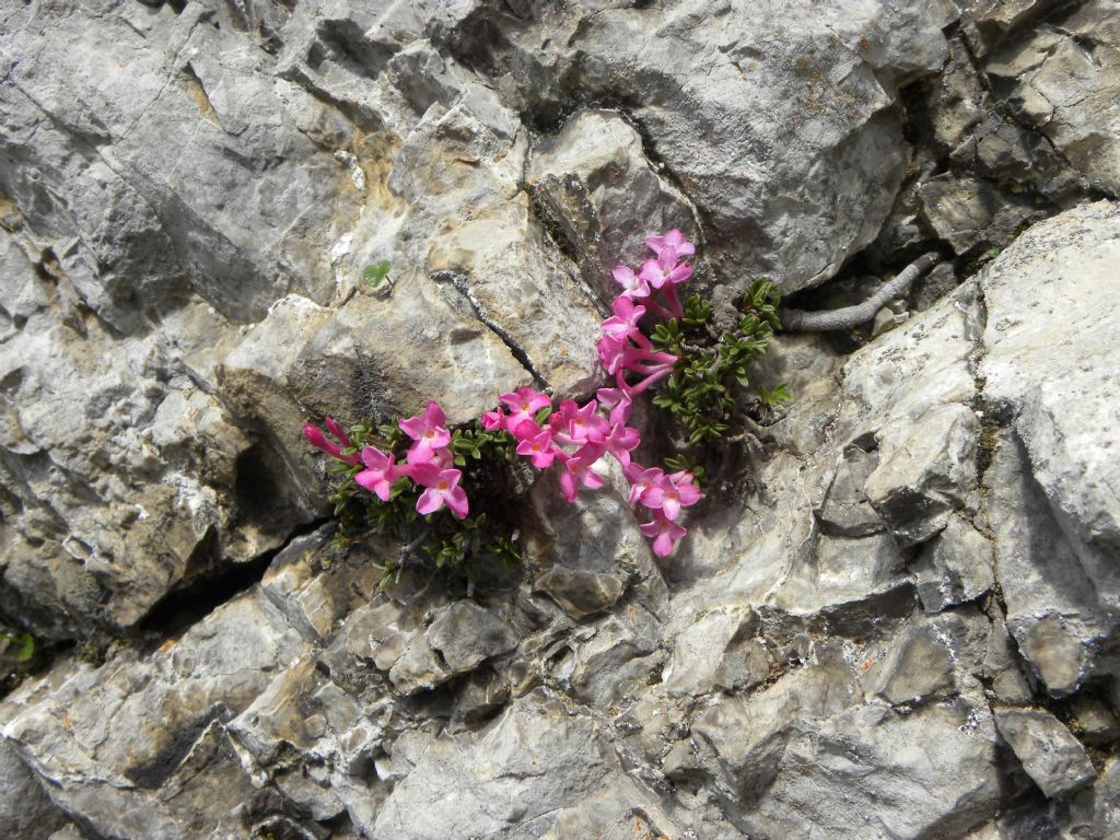 Daphne petraea